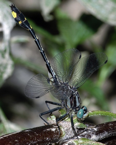 Male
11 June 2006, KY